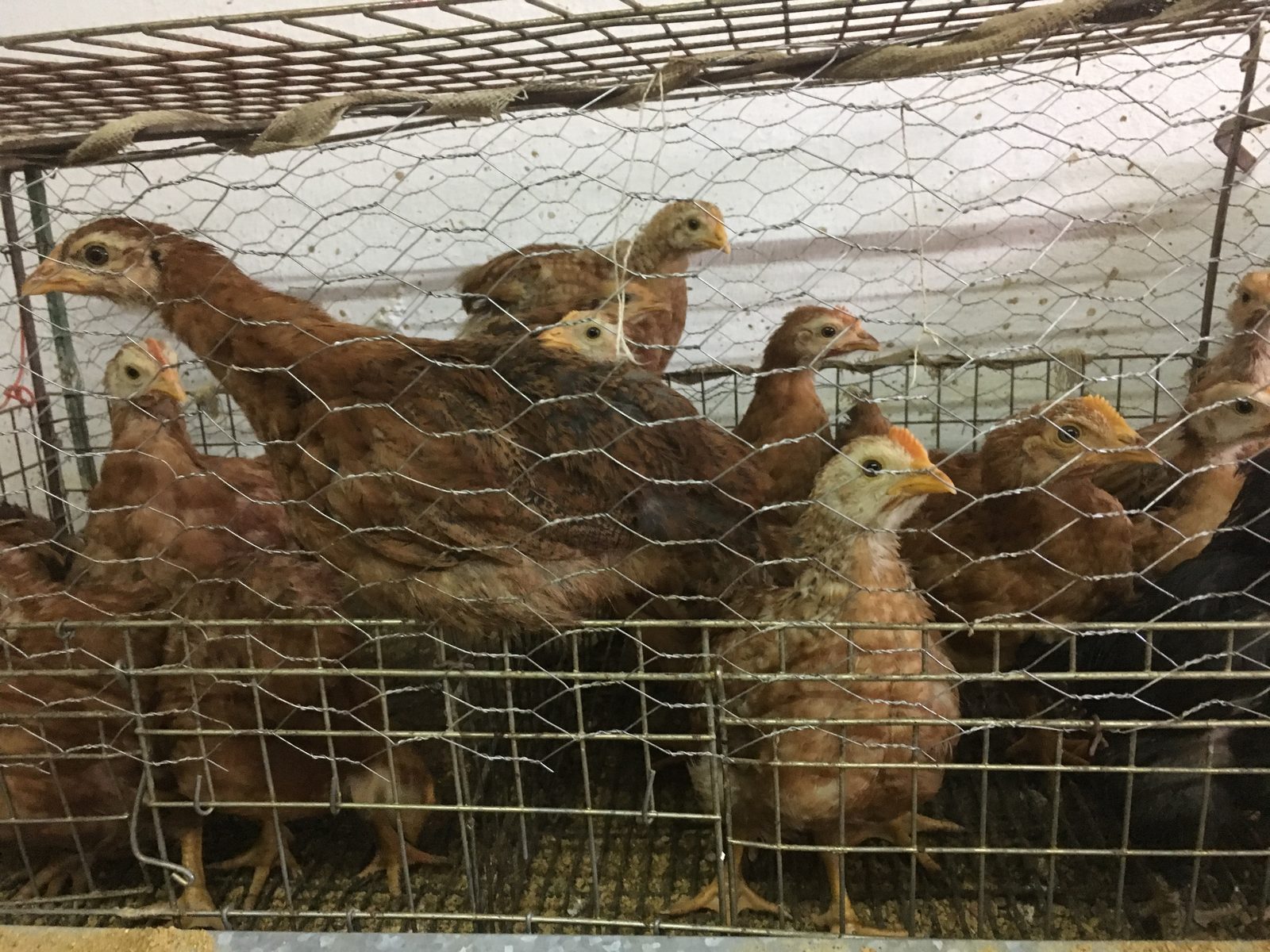 Crianza de aves en la granja