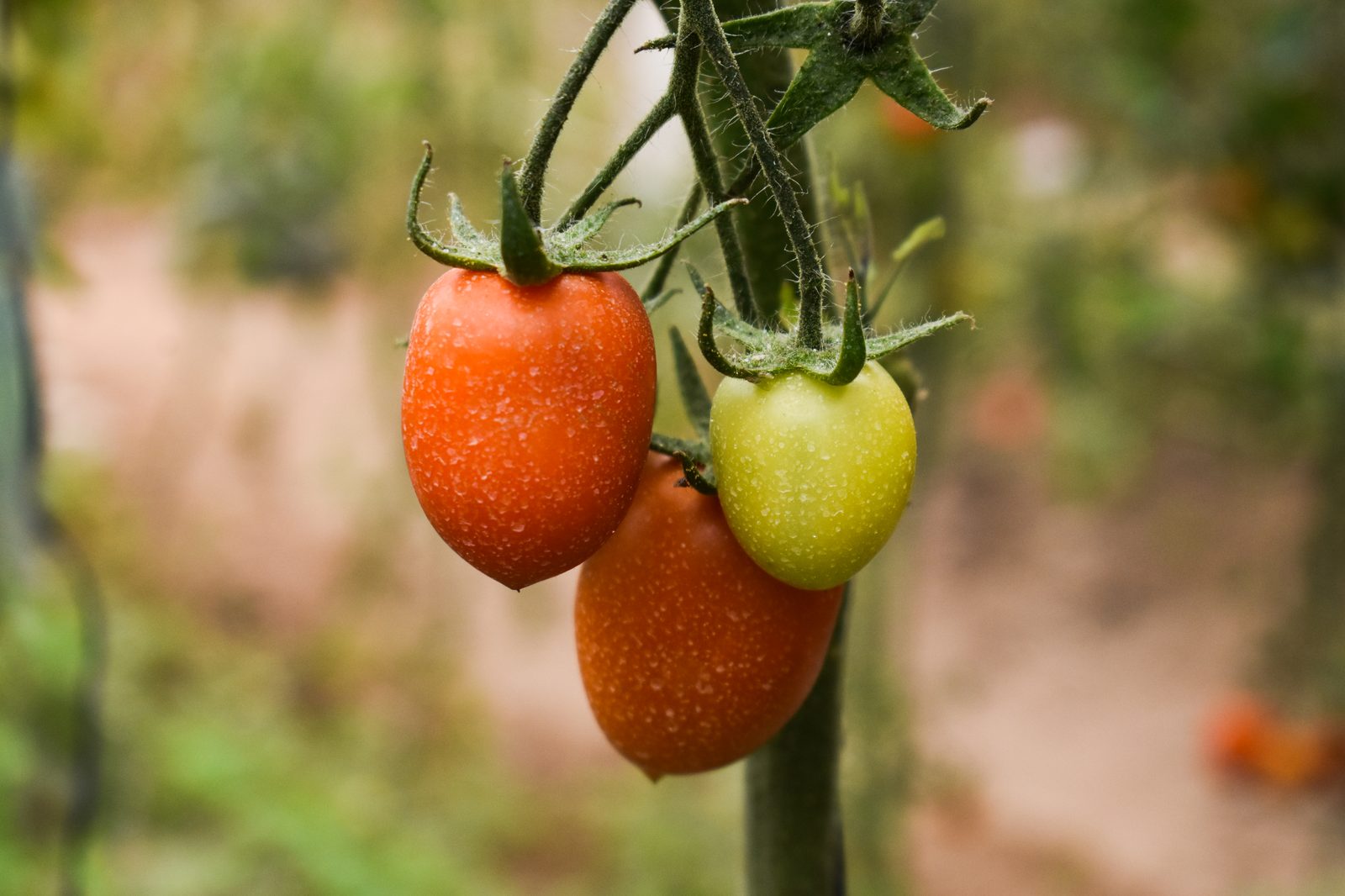 Jitomates cultivados en el invernadero de la comunidad Mateo Quinto