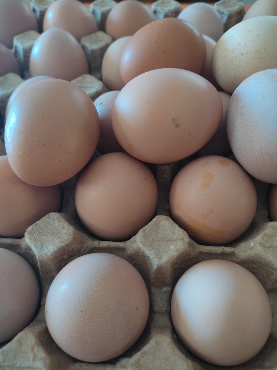 Gallinas en libre pastoreo