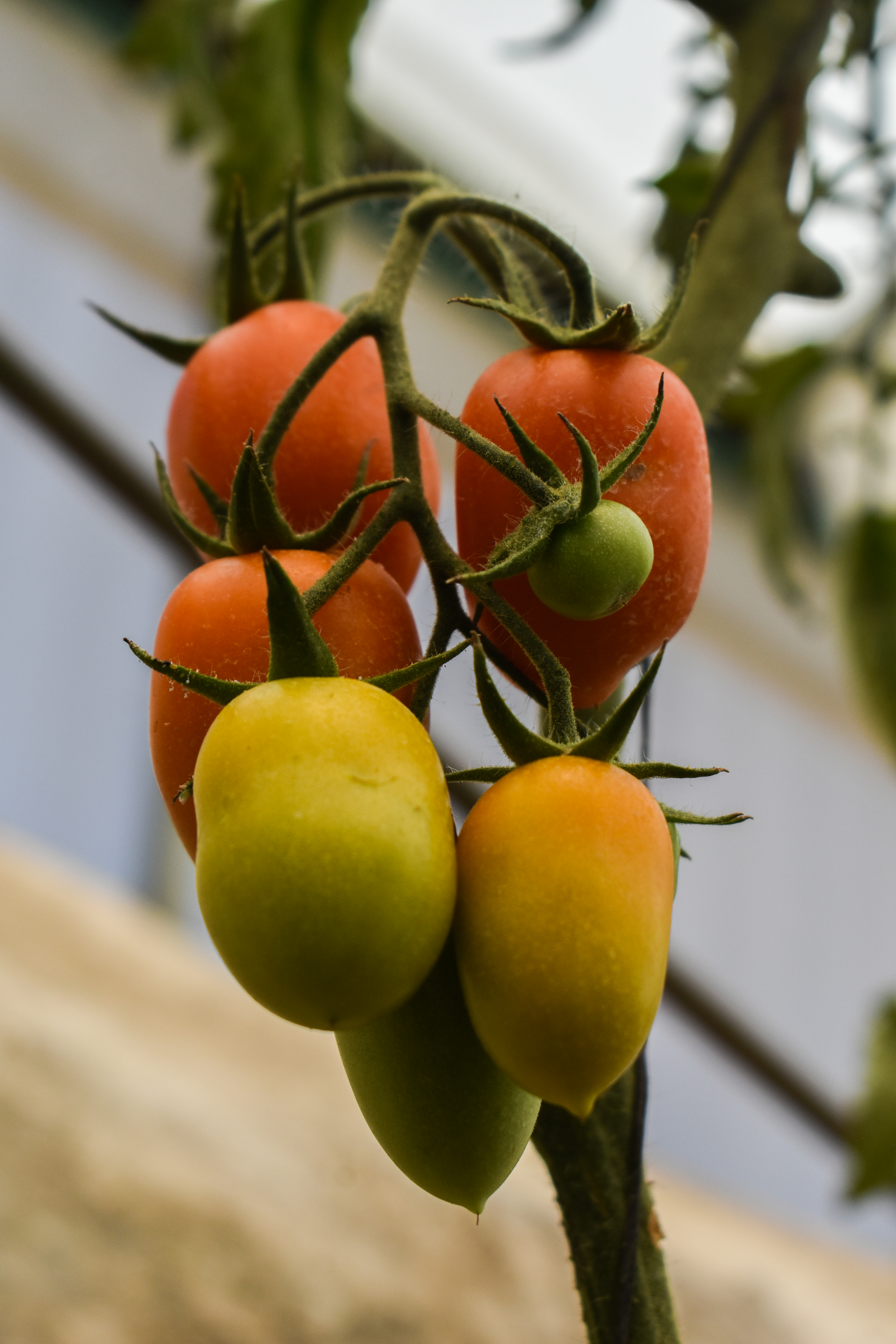 Invernadero de fresas de la comunidad