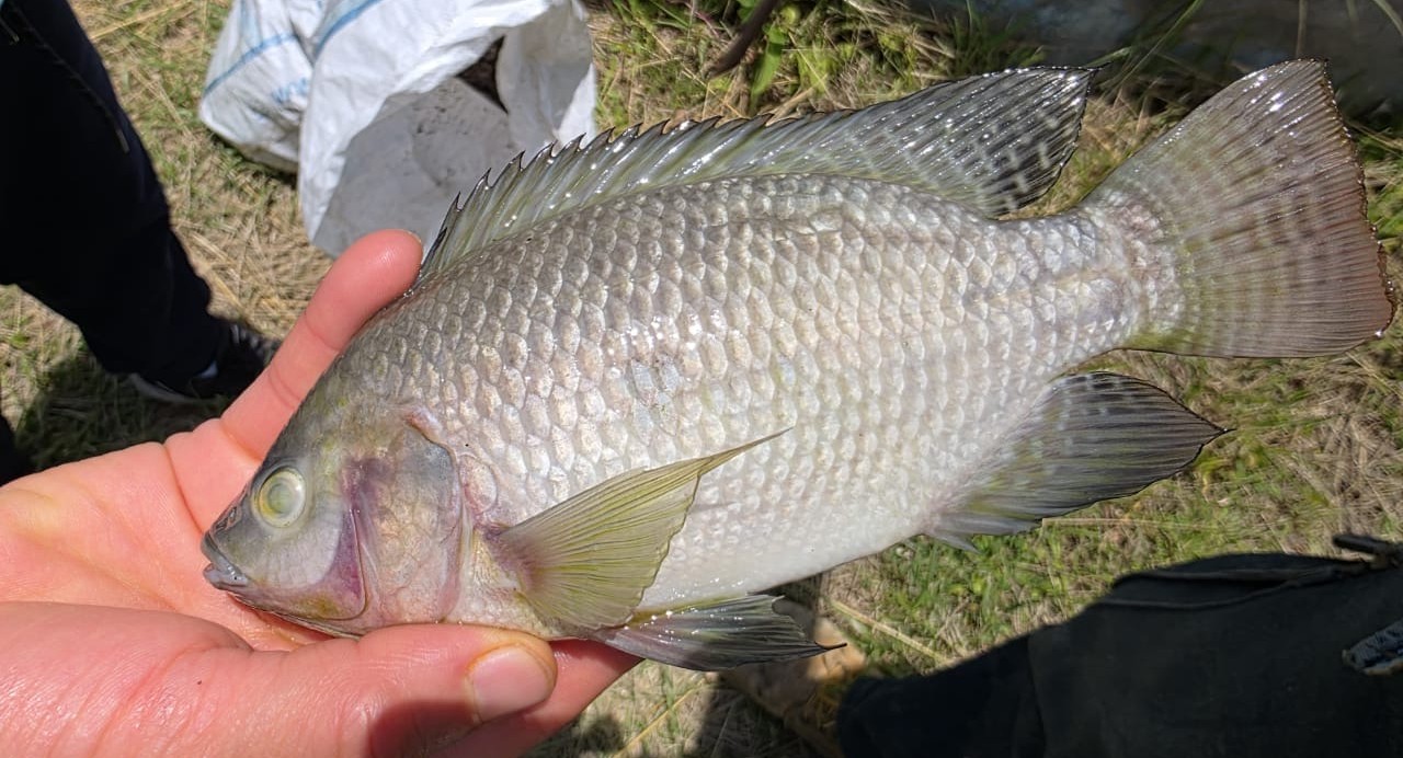 Cesta de tilapia fresca de Mateo Quinto A.C.